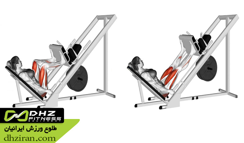 پرس پا Leg Press: 